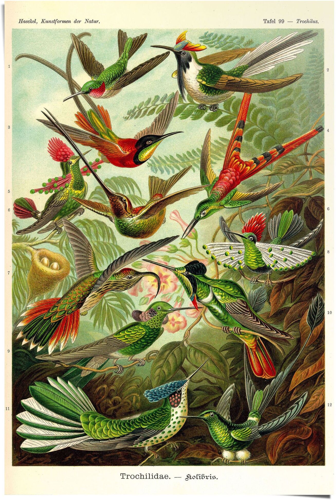 Reinders! Poster REINDERS "Kolibris Lithografie", bunt (farbe bild(er): mehrfarbig), B:61cm H:91,5cm, Papier, Bilder, Poster farbe bild(er): mehrfarbig B/H/T: 61cm x 91,5cm, 1 Stk.