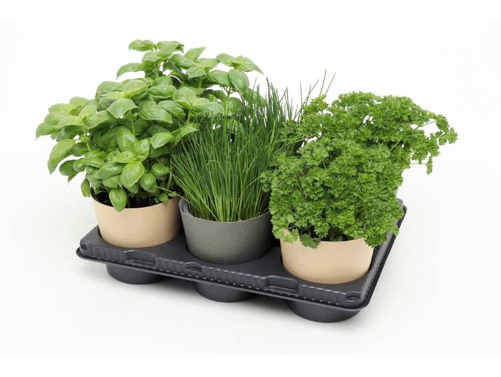 Kräuterset Bio Topmix 6er UT