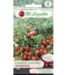 Niedrige, schlaffe Stängel-Freilandtomate Maskotka – runde Früchte, Typ „Cocktail“, frühreif