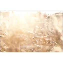 FOTOTAPETE Gräser im Sonnenschein 288/190 cm