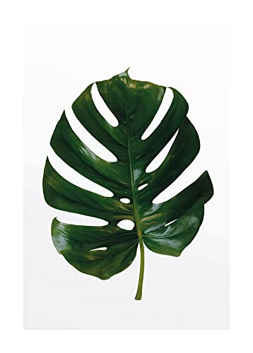 Komar Monstera Leaf Poster - Botanische Kunstdruk - Multicolour - 50 x 70 cm