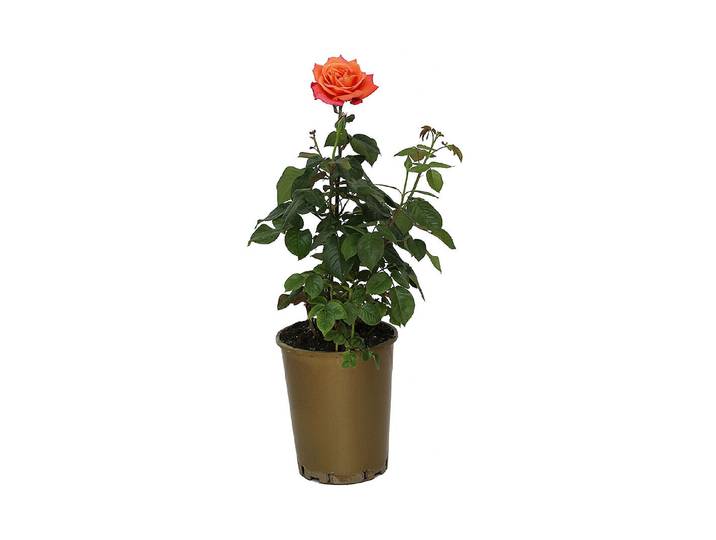 Edelrose Troika '®'