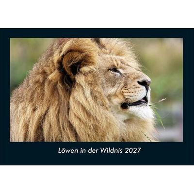 Löwen in der Wildnis 2027 Fotokalender DIN A4