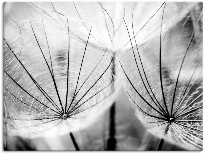 Wandbild ARTLAND Pusteblume in schwarzweiss , schwarz (farbe bild(er): schwarz), B:60cm H:45cm, Bilder, Wandbild, als Leinwandbild, Poster in verschied. Grössen