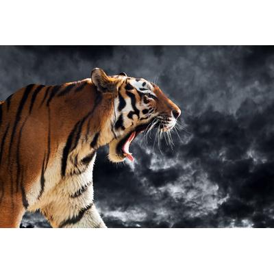 Fototapete PAPERMOON "Brüllender wilder Tiger", bunt, B:2,5m L:1,86m, Vlies, Tapeten
