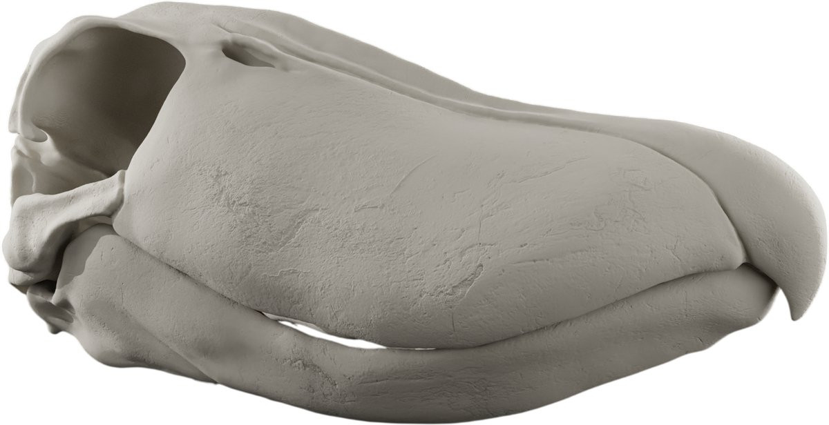 Schoenbekooievaar Schedel Decoratie Replica - Anatomisch Model - 29 cm