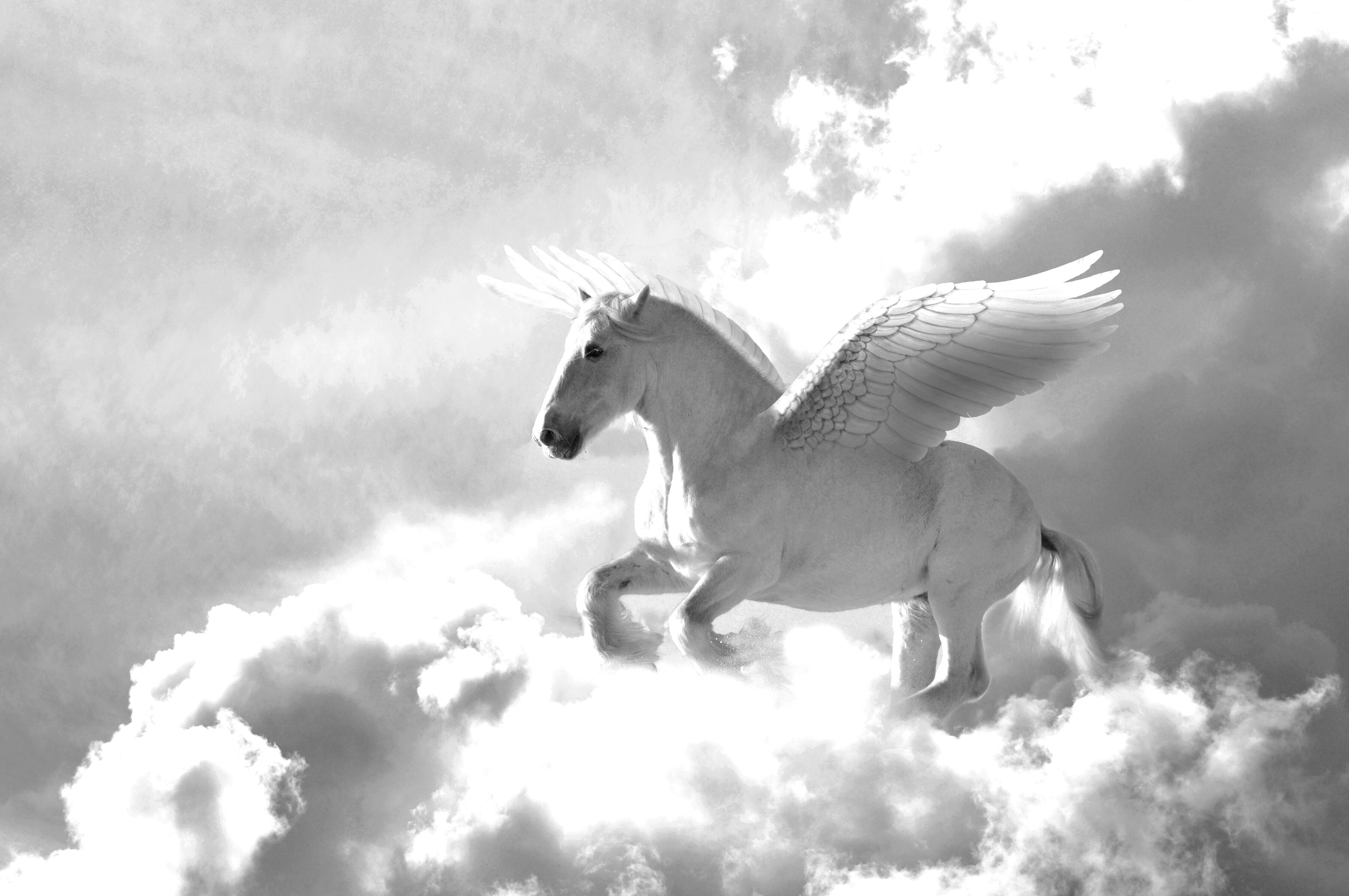 Papermoon "Pegasus Schwarz & Weiss" schwarz, weiß B/L: 5m x 2,8m, Bahnen: 10 Stk.