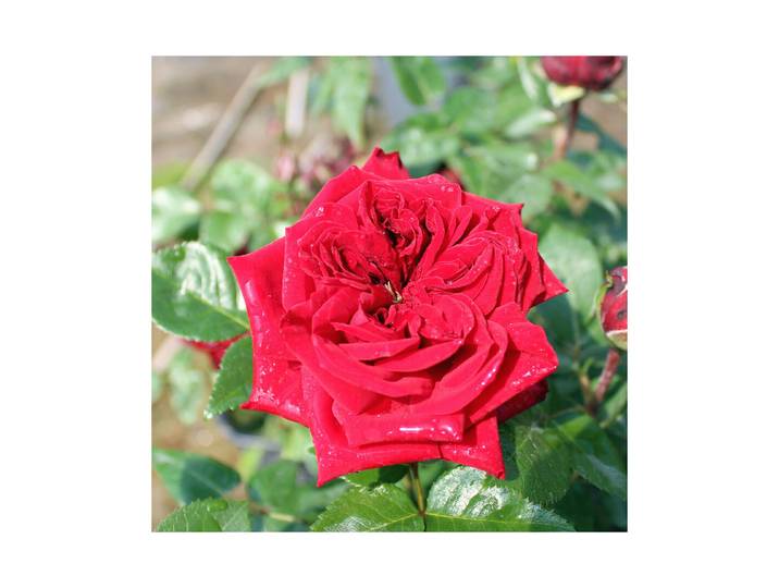 Rose Red Romanza ' Ø25cm 50-60 cm inklusive Topf'