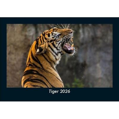 Tiger 2026 Fotokalender DIN A5