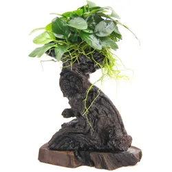 Anubias barteri var. Nana 'Mbuna' Wurzel S 14 x 8 x 25 Centimeter