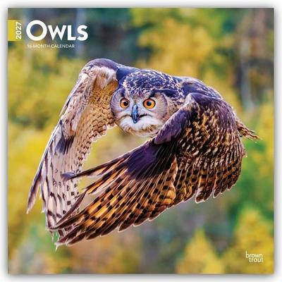 Owls – Eulen 2027 – 16-Monatskalender