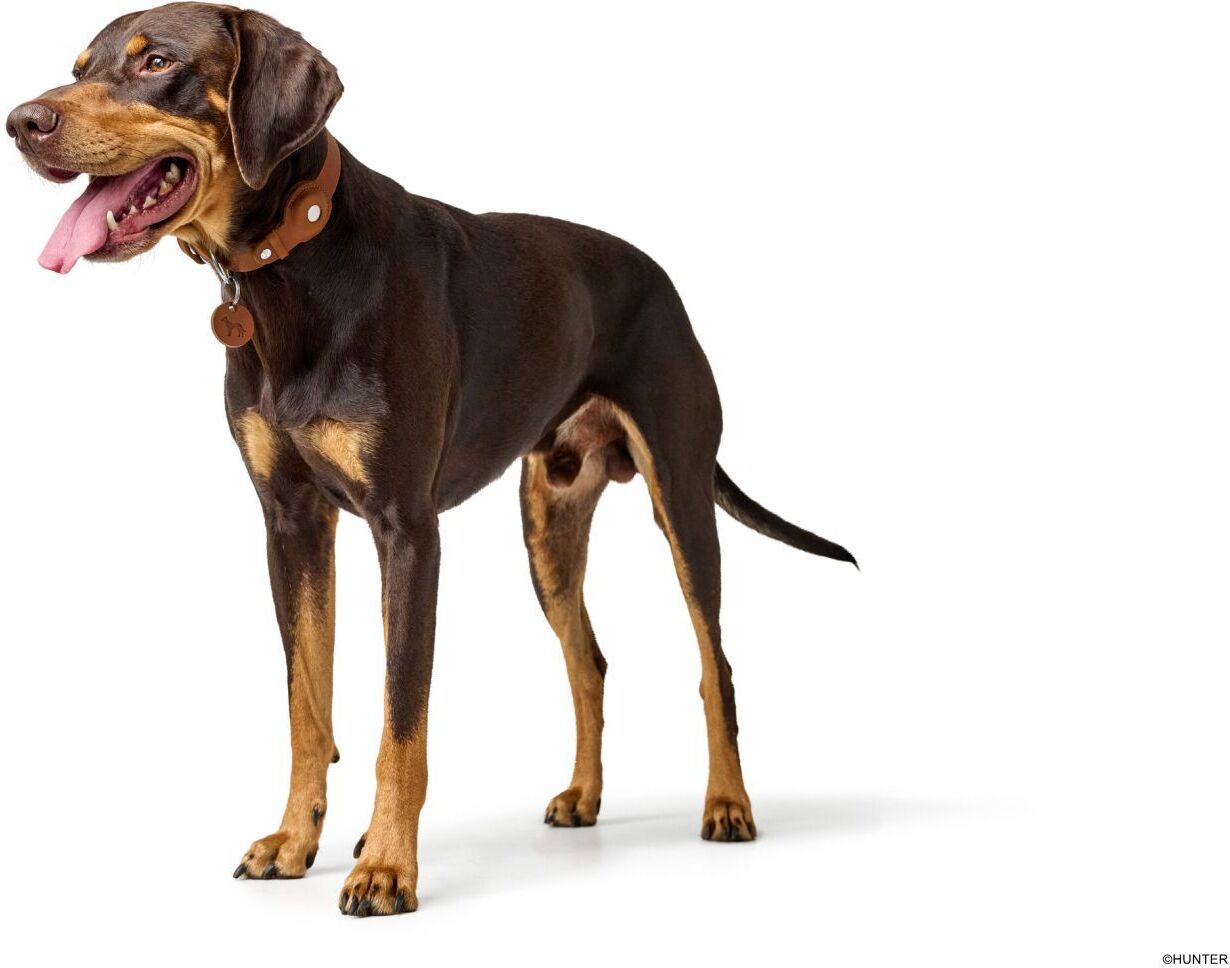 DOG SPORT HUNTER Halsband Viborg mit Halter für Apple AirTag M (55), cognac