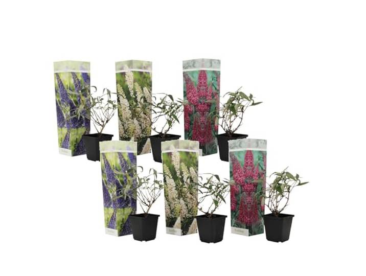 Plant in a Box - Mix van 6 Vlinderstruiken - Buddleja davidii 'Nanho Blue', 'Pink delight', 'White profusion' - Pot 9cm - Hoogte 25-40cm