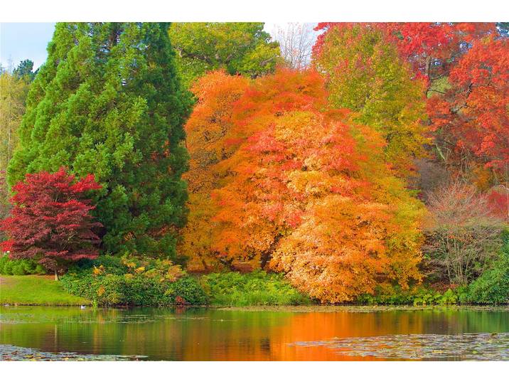 Fototapete PAPERMOON HERBST-WALD-BAUM FLUSS BLUMEN NATUR PFLANZE SONNE WIESE , bunt, B:3,5m L:2,6m, Vlies, Tapeten, Fototapete