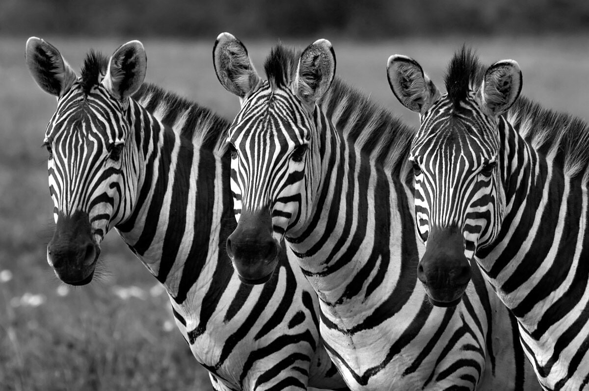 Fototapete PAPERMOON "Zebras Schwarz & Weiss", bunt, B:3m L:2,2m, Vlies, Tapeten, Fototapete bunt B/L: 3m x 2,2m, Rollen: 1