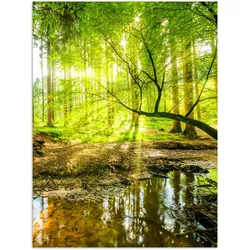 POSTER Wald - Landschaft - Wasser - Bäume - Sonne - Grün - Natur Deko Wohnzimmer 60x80 cm