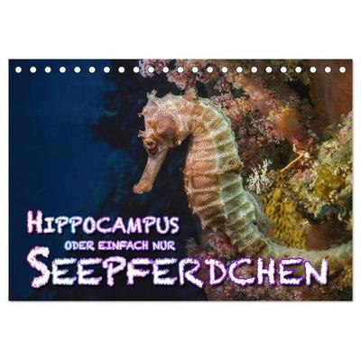 Hippocampus oder einfach nur Seepferdchen (Tischkalender 2027 DIN A5 quer), CALVENDO Monatskalender