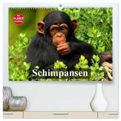 Schimpansen (hochwertiger Premium Wandkalender 2027 DIN A2 quer), Kunstdruck in Hochglanz