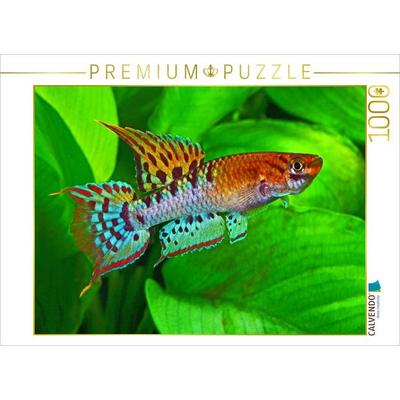 CALVENDO Puzzle Chromaphyosemion bivittatum, NIGERIA | 1000 Teile Lege-Größe 64x48cm Foto-Puzzle für glückliche Stunden