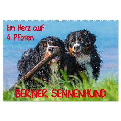 Ein Herz auf 4 Pfoten - Berner Sennenhund (Wandkalender 2027 DIN A2 quer), CALVENDO Monatskalender