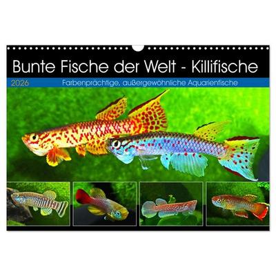 Bunte Fische der Welt - Killifische (Wandkalender 2026 DIN A3 quer), CALVENDO Monatskalender