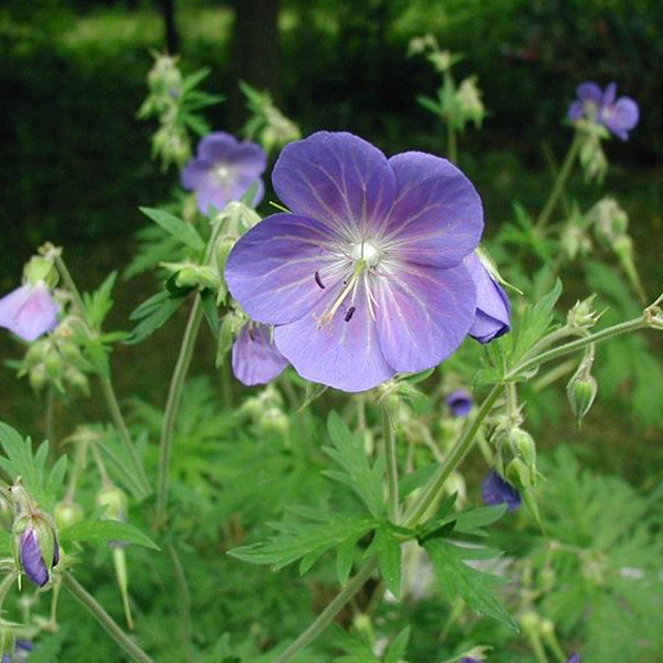 6 x Wilde geranium (Geranium pratense) in pot van 9x9 cm van Arborix