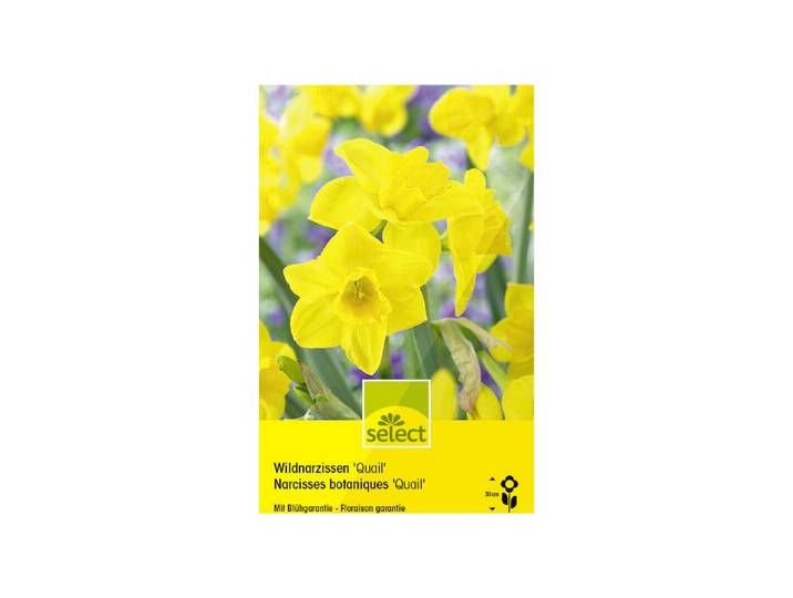 Select Wildnarzissen Quail 10 Stück