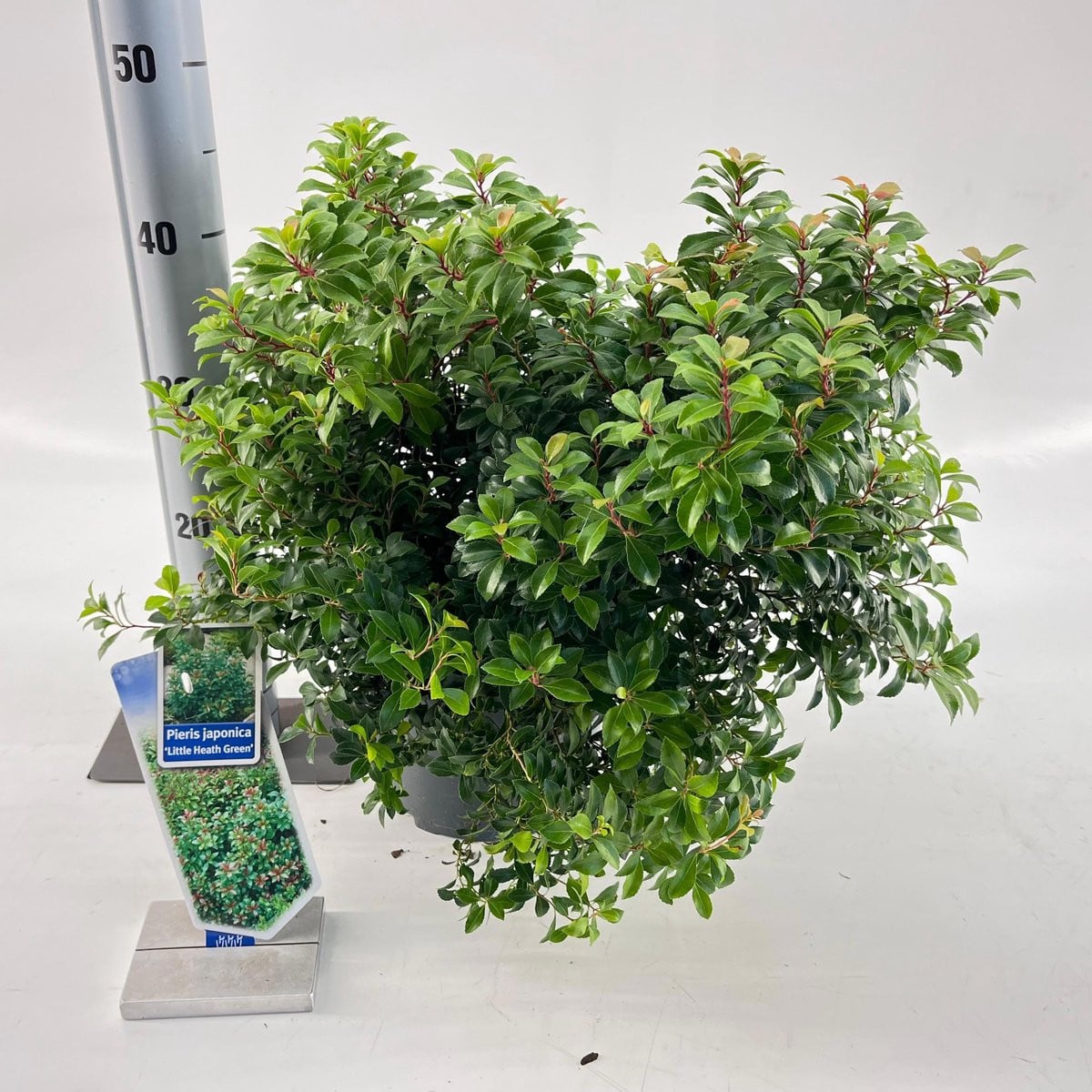 Pieris japonica Little Heath Rotsheide in pot 30-40 cm