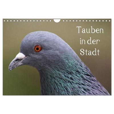 Tauben in der Stadt (Wandkalender 2027 DIN A4 quer), CALVENDO Monatskalender