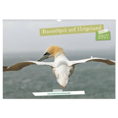 Basstölpel auf Helgoland - von Ostfriesenfotografie (Wandkalender 2027 DIN A3 quer), CALVENDO Monatskalender