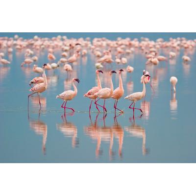 Fototapete PAPERMOON "Flamingos", bunt, B:2m L:1,49m, Vlies, Tapeten