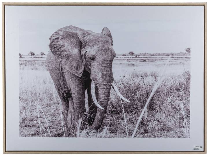 Bild mit Rahmen CREATIV HOME Elefant , schwarz-weiss (farbe rahmen: hellbraun, farbe bild(er): schwarz, weiß), B:80cm H:60cm T:2,5cm, Canvas, Kunststoff, Bilder, Bild mit Rahmen, mit schwarz-weissem Motiv