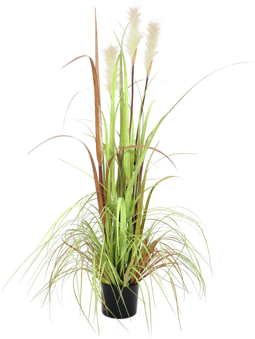 Europalms Wildwuchs, 120cm