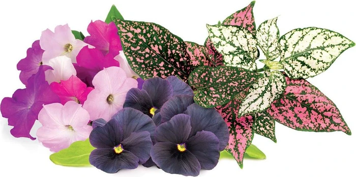Click and Grow Mix aus Blumen
