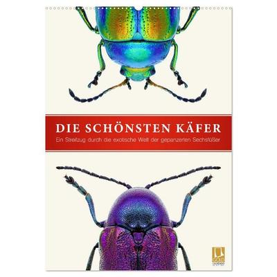 Die schönsten Käfer (Wandkalender 2027 DIN A2 hoch), CALVENDO Monatskalender