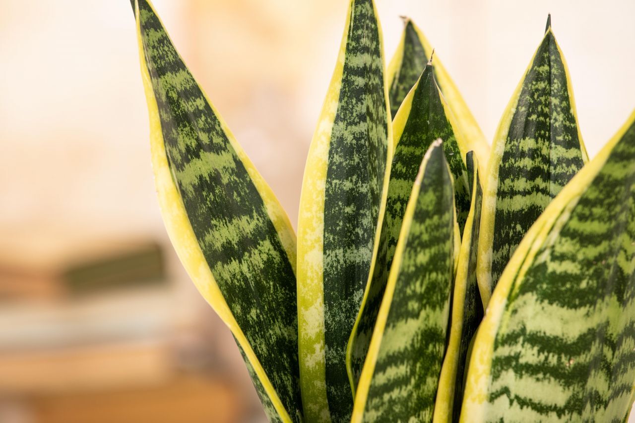 Pflanzen Sansevieria Laurentii Bogenhanf 30 cm 12 cm Topf