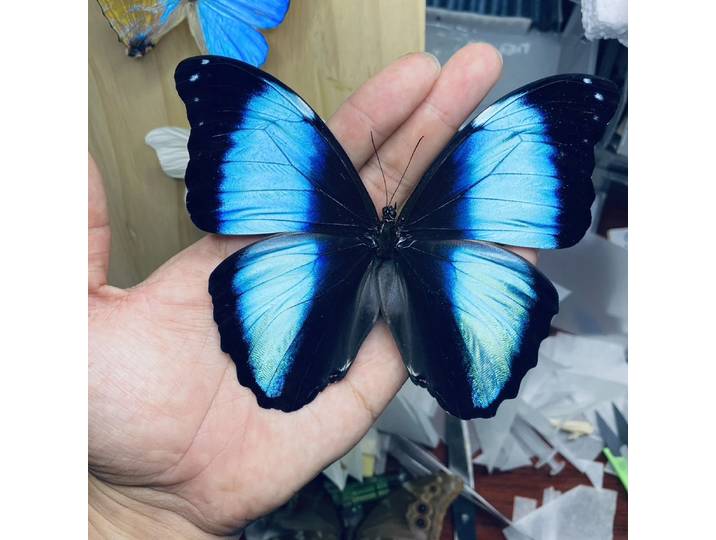 Ornements de papillons réels, décorations d'insectes faites à la main, cadeau d'anniversaire créatif pour étudiants, décoration d'intérieur avec ailes
