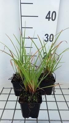 6 x Kniphofia hybr. Ice Queen Fakkelbloem, Pot 9 x 9 cm, GRDplanten