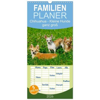 Familienplaner 2026 - Chihuahua - Kleine Hunde ganz groß mit 5 Spalten (Wandkalender, 21 x 45 cm) CALVENDO