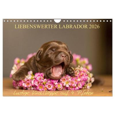 Liebenswerter Labrador 2026 (Wandkalender 2026 DIN A4 quer), CALVENDO Monatskalender