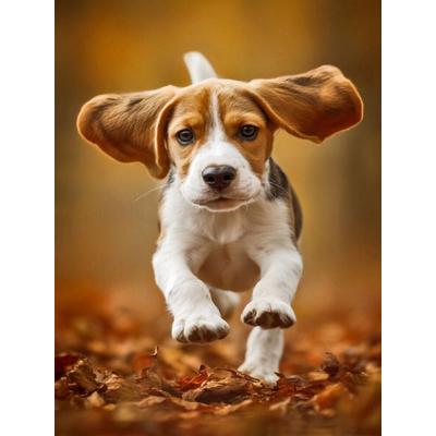 CALVENDO Puzzle Ein Motiv aus dem Kalender Best Friends Forever | 1000 Teile Lege-Größe 64x48cm Foto-Puzzle für glückliche Stunden, Sonstige von ,