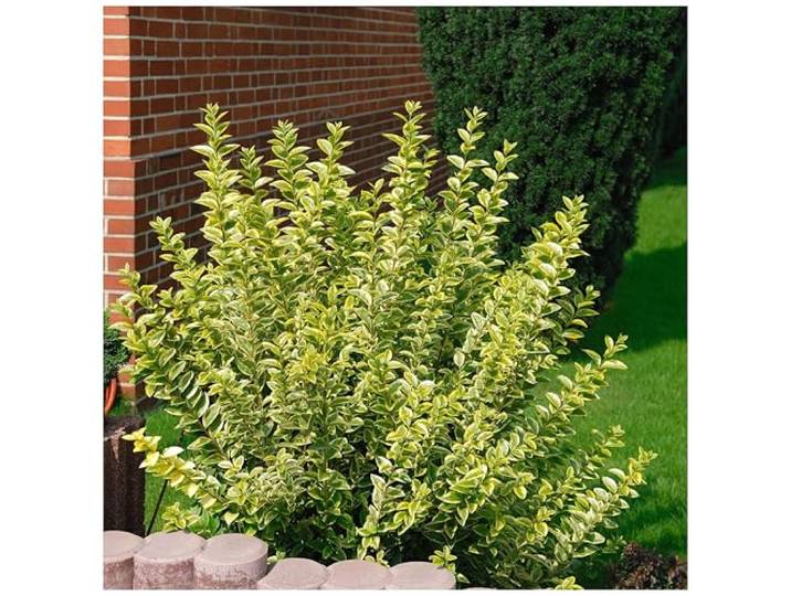 Stauden Gänge 100 x Ligustrum ovalifolium 'Aureum' Goldliguster winterhart Goldene Heckenpflanze für Sonne bis Halbschatten, Blüte Juni bis Juli, mehrjährig, schnittverträglich, 9x9 cm Topf