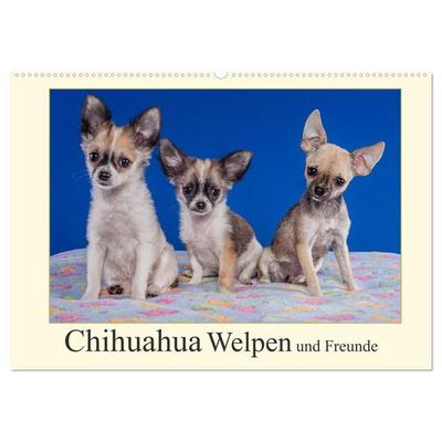 Chihuahua Welpen und Freunde (Wandkalender 2026 DIN A2 quer), CALVENDO Monatskalender