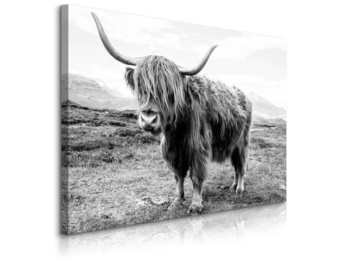 Muralo Wandbilder Tiermotiv, Schottisches Hochlandrind - 120x80 cm