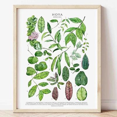Uplifted Finds Botanical Green Houseplant Canvas Art   Calming Nature Indoors Interior Print 8 50 X 70 Cm