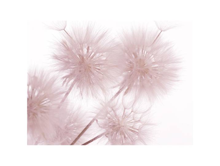Ag Art - Flowers Closeup\, Photo Murale Intissée\, 360x270 Cm\, 4 Parties