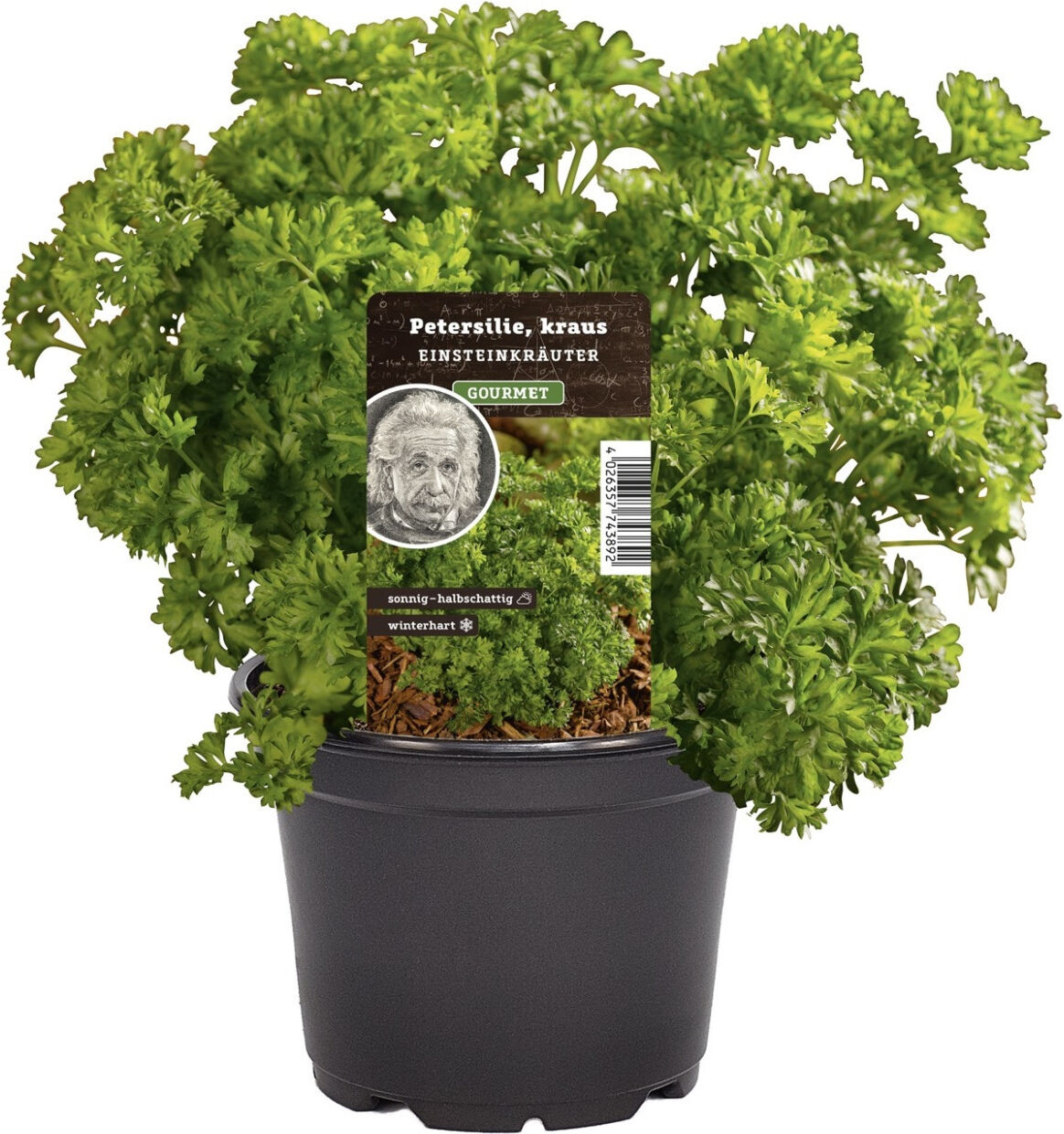 Pflanzen Einsteinkräuter Petersilie kraus 12 cm Topf