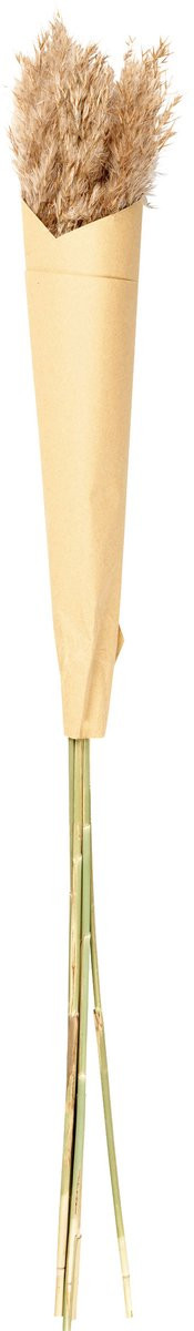 ASA Selection Pampasgras Bruin 75 cm