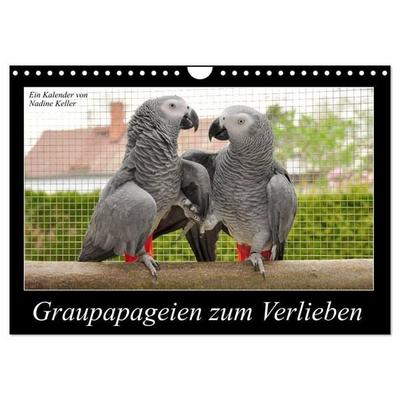 Graupapageien zum Verlieben (Wandkalender 2026 DIN A4 quer), CALVENDO Monatskalender