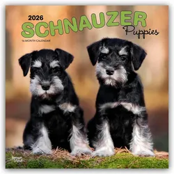 Flechsig, Kalender, Schnauzer Puppies - Schnauzer Welpen 2026 - 16-Monatskalender